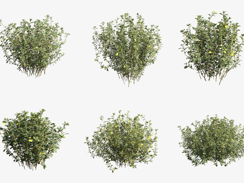 thyme flowers and plants