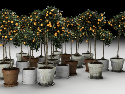 Modern potted orange tree