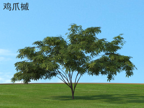 Acer claw landscape tree trees