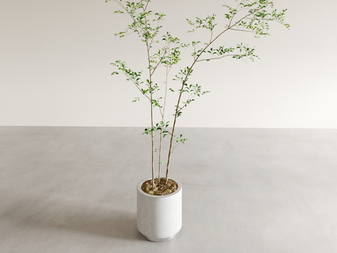 potted plant bonsai green plant