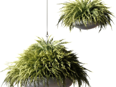 Modern hanging basket hanging orchid hanging green plants