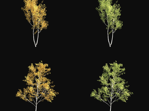 Paper Birch Landscape Trees Trees Yellow Leaf Trees