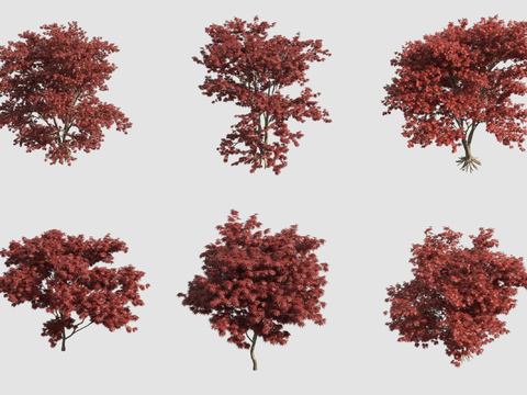 Acer maple red maple