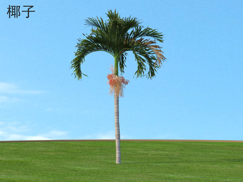 Coconut Palm Tree Landscape Tree