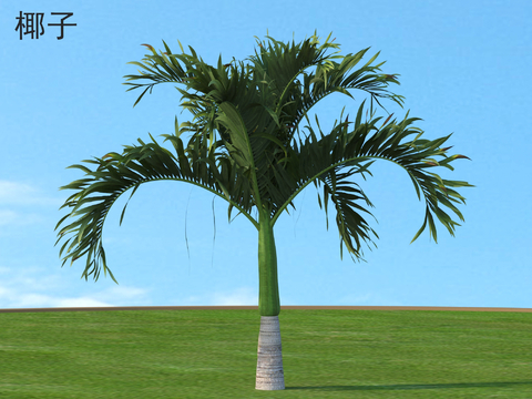 Coconut Palm Tree Landscape Tree