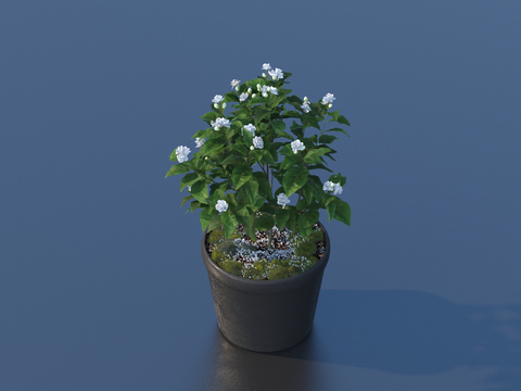 flowerpot potted plant green plant