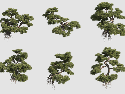 Pok Han Pine, Pok Han Pine, Pok Han Chinese Fir