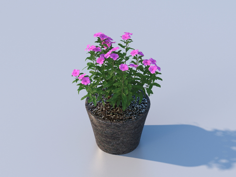 flowerpot potted plant green plant