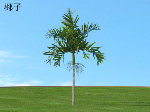 Coconut Plant Tree Tropical Green Plant