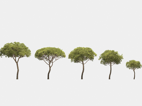 umbrella pine pine landscape trees street trees arbor trees