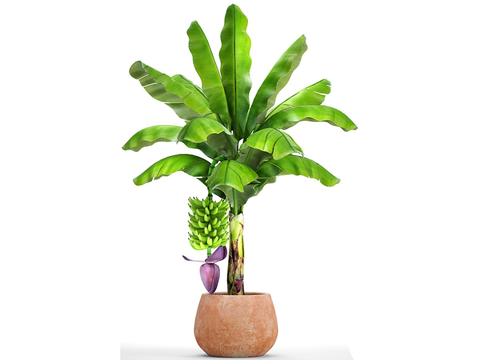 potted plant green plant flower bonsai