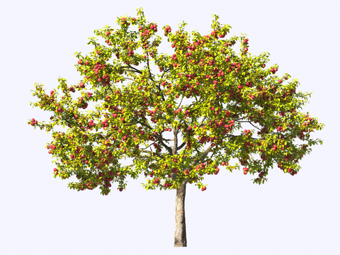 Fruit Tree Hawthorn Tree Landscape Tree