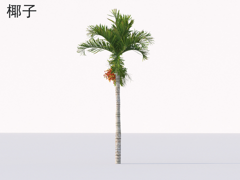 Coconut tropical green landscape tree