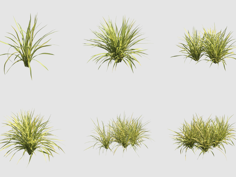 Wheat winter grass