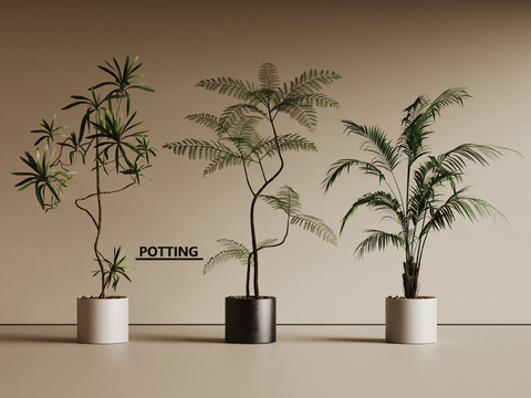 Pot Fern