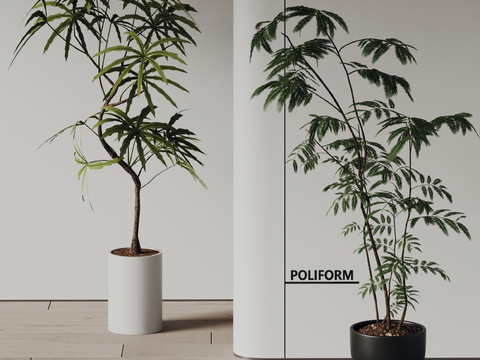 poliform Pot Fern