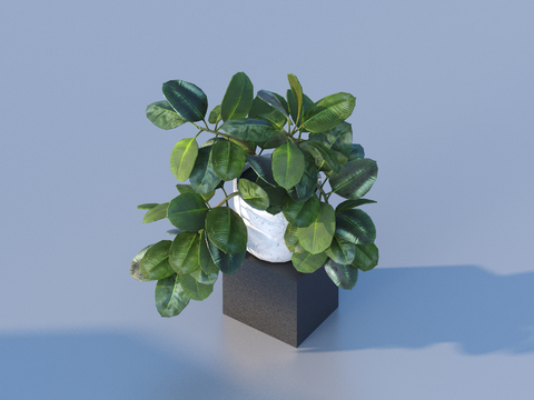 flowerpot potted plant green plant