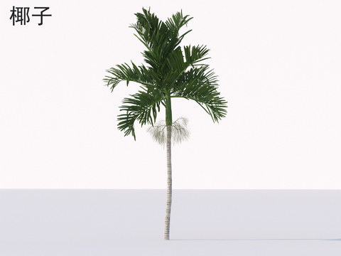 Coconut Palm Tree Landscape Tree