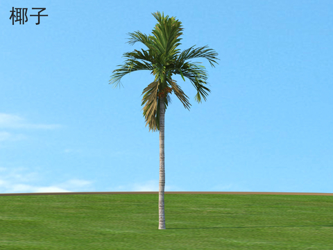 Coconut Palm Tree Landscape Tree