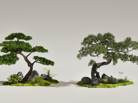 New Chinese Pine Landscape Tree