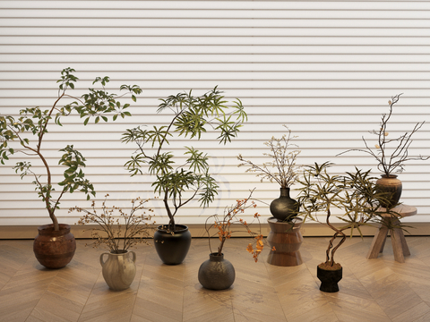 potted plant bonsai green plant