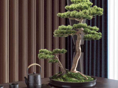 New Chinese Pine Bonsai