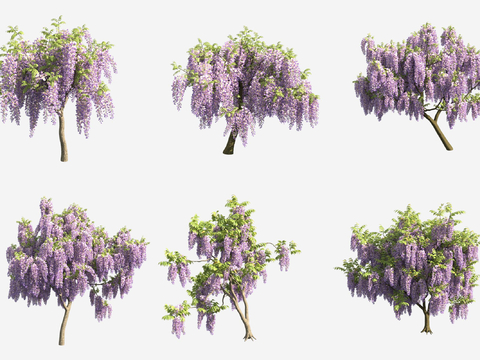 Multi-flowered wisteria flower tree climbing vine