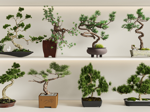 New Chinese Pine Bonsai