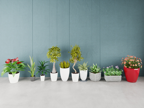 Daisy, Anthurium andraeanum, Anoplum, Tiger Pirilum, Elm, Potted Plant