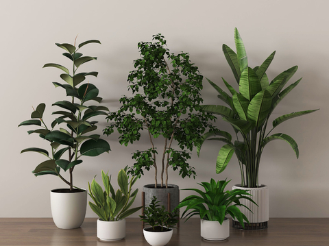 Indoor plants Green plants Potted plants