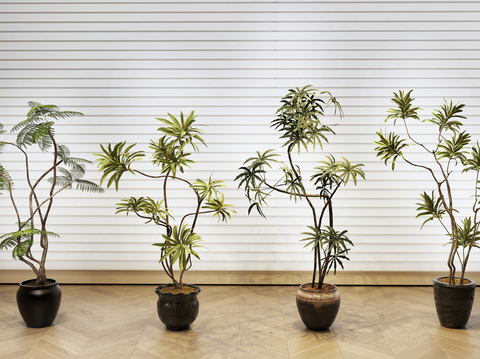 potted plant bonsai green plant