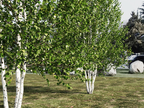 Landscape trees Birch trees Big trees Trees