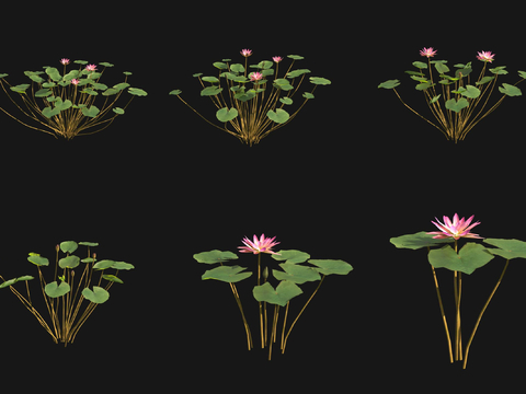 Water Lilies