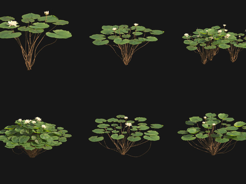 water lily aquatic plant