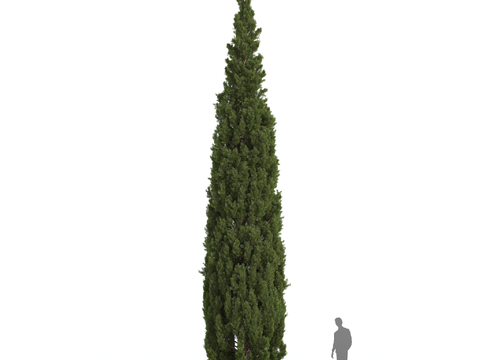 Mediterranean Cedar