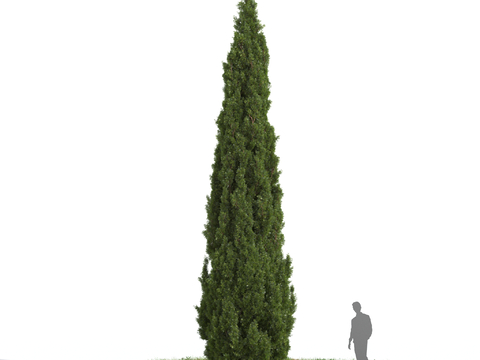 Mediterranean cypress landscape tree big tree