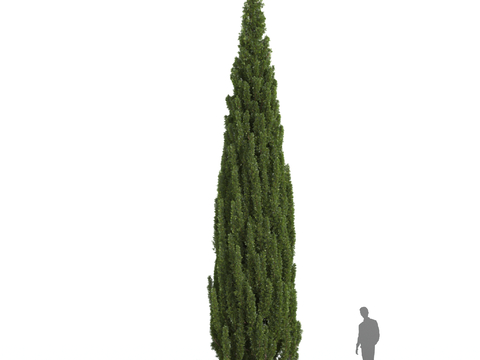 Mediterranean cypress big trees