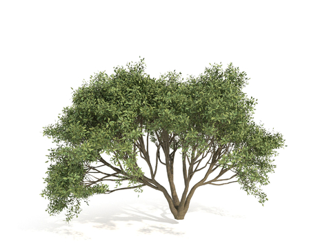 Dwarf Shrubs Plants Trees