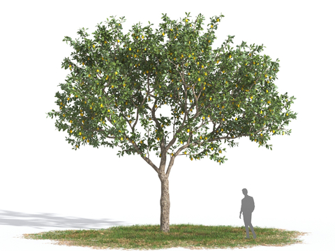 Lemon Tree Fruit Tree Landscape Tree