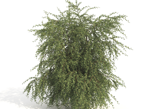 large shrub plant trees