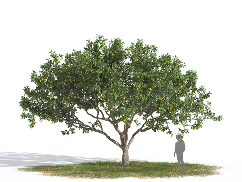 Lemon Tree Fruit Tree Landscape Tree