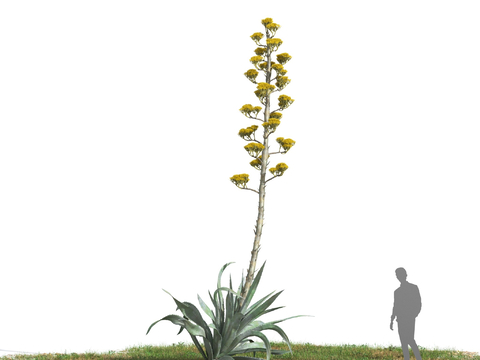 agave mediterranean plants flowers and plants