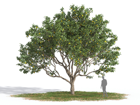 Lemon Tree Fruit Tree Landscape Tree