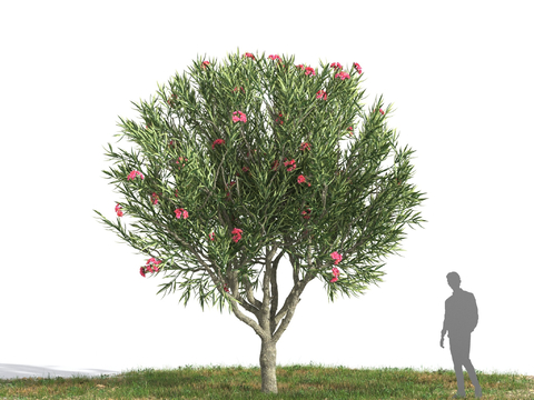 Oleander Flower Tree Mediterranean Shrub Free