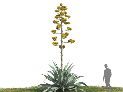 agave mediterranean plants flowers and plants