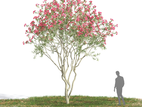 Oleander Flower Tree Flower Tree Free