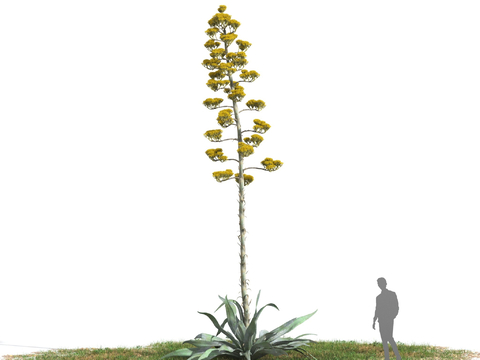 agave mediterranean plants flowers and plants