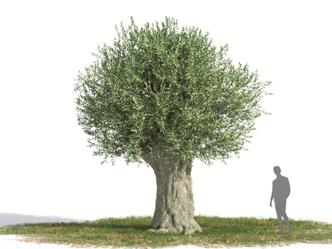 Mediterranean Landscape Tree Free Olive Tree