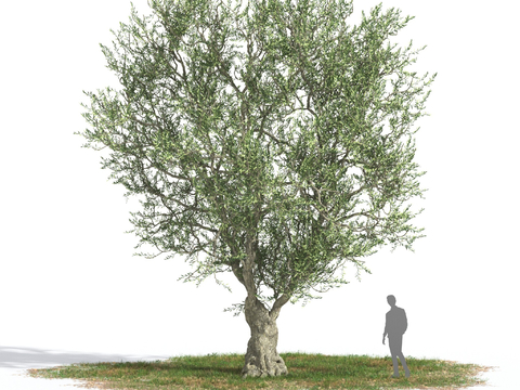 Mediterranean Landscape Tree Free Olive Tree