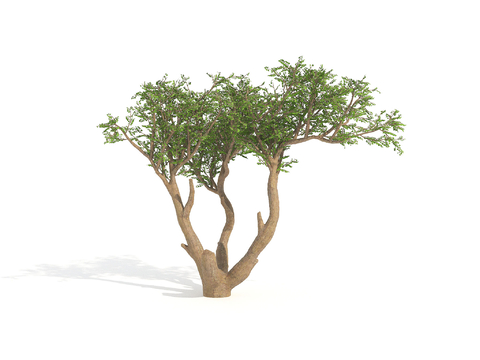 Dwarf Shrubs Plants Trees